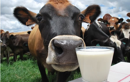 Pulso al mercado: Aumenta la producción de leche en América Latina 