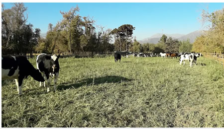 Pasar del corral al pastoreo en la pradera