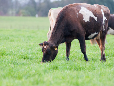 Recepción de leche con alza de 6,3% entre enero - octubre