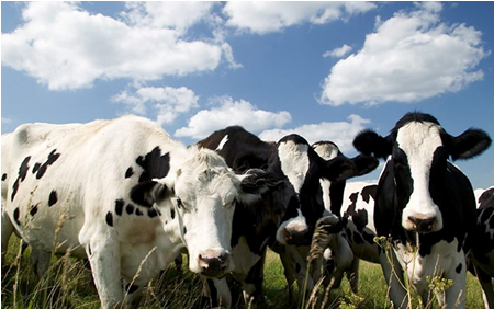 Producción de leche y carne: Gremios prevén un buen 2021 