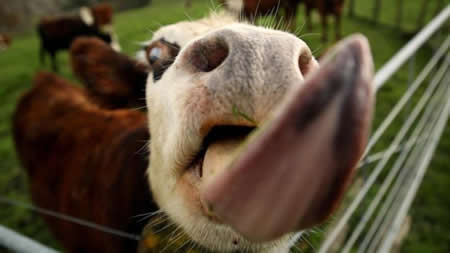 Sorprendentes maneras para reducir los gases de las vacas 