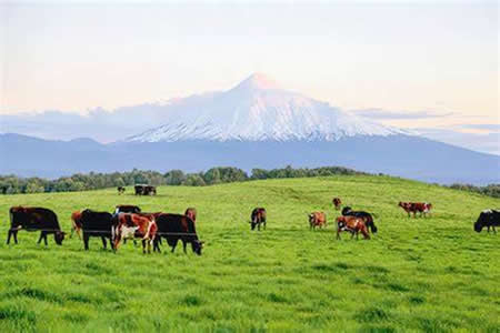 Los pasos de la mayor productora de leche en Chile 