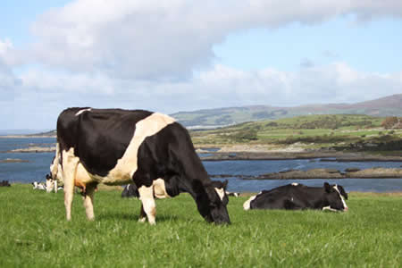 Lactalis Francia pagará más por la leche este año 