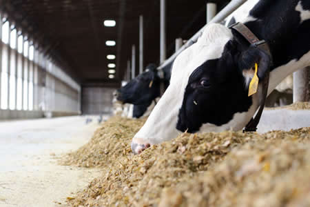 UE: Se espera mayor producción de leche cruda 