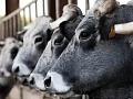Francia no exportará cabezas de ganado vacuno en los próximos 15 días