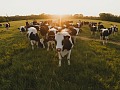Actualización Mundial de Productos Lácteos, Octubre 2025