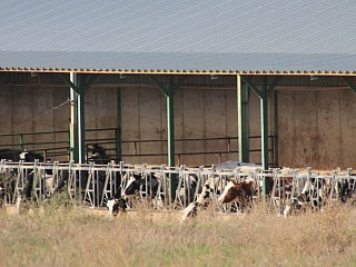 El precio medio de la leche en Europa anota nuevo ascenso en agosto