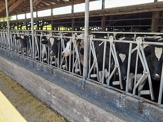 Producción nacional de leche aumenta 49,1 millones de litros en los primeros seis meses del año