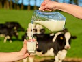 Leche vuelve a ganar protagonismo: Fedeleche destaca cambio en consumo