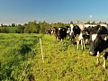 Fedeleche e INIA Remehue realizarán seminario sobre estrategias para reducir emisiones en sistemas bovinos de leche