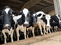 Precio a productor en Europa repunta por segundo mes consecutivo, pero se mantiene 18% por debajo del año pasado