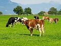 Remate GDT de Fonterra sube 1,2% y revierte la caída de la subasta anterior